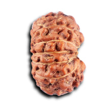 Load image into Gallery viewer, 12 Mukhi Indonesian Rudraksha - Bead No. 304
