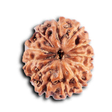 Load image into Gallery viewer, 12 Mukhi Indonesian Rudraksha - Bead No. 306