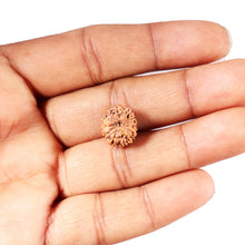 Load image into Gallery viewer, 12 Mukhi Indonesian Rudraksha - Bead No. 306