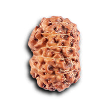 Load image into Gallery viewer, 12 Mukhi Indonesian Rudraksha - Bead No. 306