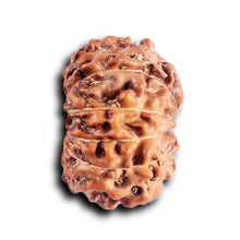 Load image into Gallery viewer, 12 Mukhi Indonesian Rudraksha - Bead No. 306
