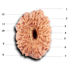 Load image into Gallery viewer, 12 Mukhi Indonesian Rudraksha - Bead No. 307