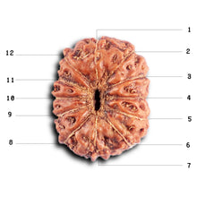 Load image into Gallery viewer, 12 Mukhi Indonesian Rudraksha - Bead No. 308