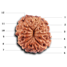 Load image into Gallery viewer, 12 Mukhi Indonesian Rudraksha - Bead No. 309