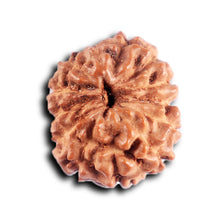 Load image into Gallery viewer, 12 Mukhi Indonesian Rudraksha - Bead No. 309