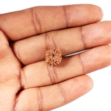 Load image into Gallery viewer, 12 Mukhi Indonesian Rudraksha - Bead No. 309