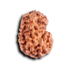 Load image into Gallery viewer, 12 Mukhi Indonesian Rudraksha - Bead No. 309