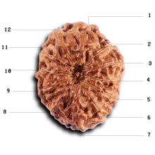 Load image into Gallery viewer, 12 Mukhi Indonesian Rudraksha - Bead No. 310