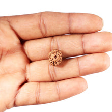 Load image into Gallery viewer, 12 Mukhi Indonesian Rudraksha - Bead No. 310