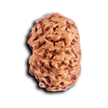 Load image into Gallery viewer, 12 Mukhi Indonesian Rudraksha - Bead No. 310