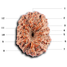 Load image into Gallery viewer, 12 Mukhi Indonesian Rudraksha - Bead No. 312
