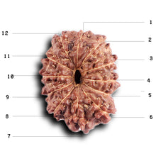 Load image into Gallery viewer, 12 Mukhi Indonesian Rudraksha - Bead No. 313