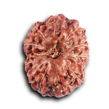 Load image into Gallery viewer, 12 Mukhi Indonesian Rudraksha - Bead No. 314