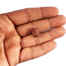 Load image into Gallery viewer, 12 Mukhi Indonesian Rudraksha - Bead No. 314