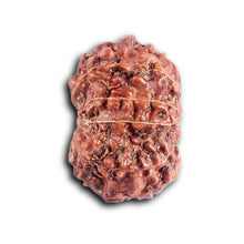 Load image into Gallery viewer, 12 Mukhi Indonesian Rudraksha - Bead No. 314