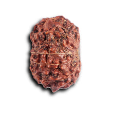 Load image into Gallery viewer, 12 Mukhi Indonesian Rudraksha - Bead No. 314