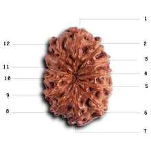 Load image into Gallery viewer, 12 Mukhi Indonesian Rudraksha - Bead No. 315