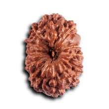 Load image into Gallery viewer, 12 Mukhi Indonesian Rudraksha - Bead No. 315