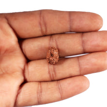 Load image into Gallery viewer, 12 Mukhi Indonesian Rudraksha - Bead No. 315