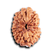 Load image into Gallery viewer, 12 Mukhi Indonesian Rudraksha - Bead No. 317