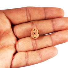 Load image into Gallery viewer, 12 Mukhi Indonesian Rudraksha - Bead No. 317