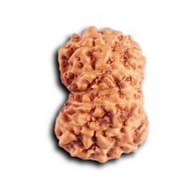 Load image into Gallery viewer, 12 Mukhi Indonesian Rudraksha - Bead No. 317