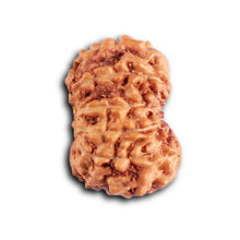 Load image into Gallery viewer, 12 Mukhi Indonesian Rudraksha - Bead No. 317