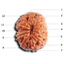 Load image into Gallery viewer, 12 Mukhi Indonesian Rudraksha - Bead No. 318