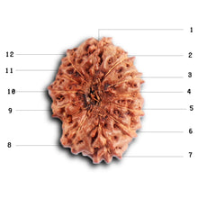 Load image into Gallery viewer, 12 Mukhi Indonesian Rudraksha - Bead No. 320