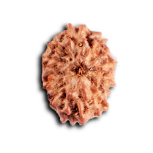 Load image into Gallery viewer, 12 Mukhi Indonesian Rudraksha - Bead No. 320