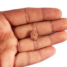 Load image into Gallery viewer, 12 Mukhi Indonesian Rudraksha - Bead No. 320