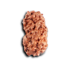 Load image into Gallery viewer, 12 Mukhi Indonesian Rudraksha - Bead No. 320