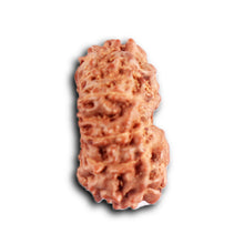 Load image into Gallery viewer, 12 Mukhi Indonesian Rudraksha - Bead No. 320