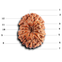 Load image into Gallery viewer, 12 Mukhi Indonesian Rudraksha - Bead No. 322
