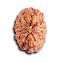 Load image into Gallery viewer, 12 Mukhi Indonesian Rudraksha - Bead No. 324