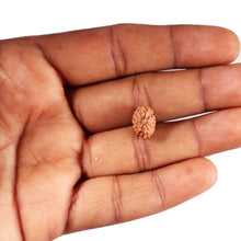 Load image into Gallery viewer, 12 Mukhi Indonesian Rudraksha - Bead No. 324