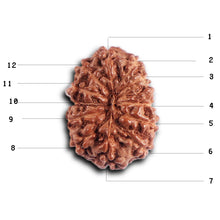 Load image into Gallery viewer, 12 Mukhi Indonesian Rudraksha - Bead No. 325