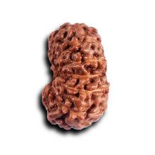 Load image into Gallery viewer, 12 Mukhi Indonesian Rudraksha - Bead No. 325