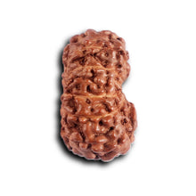 Load image into Gallery viewer, 12 Mukhi Indonesian Rudraksha - Bead No. 325