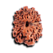 Load image into Gallery viewer, 12 Mukhi Indonesian Rudraksha - Bead No. 293