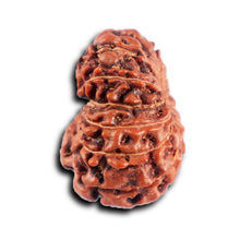 Load image into Gallery viewer, 12 Mukhi Indonesian Rudraksha - Bead No. 293