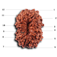 Load image into Gallery viewer, 12 Mukhi Indonesian Rudraksha - Bead No.294