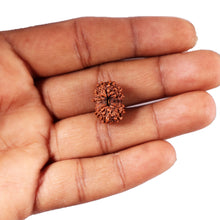 Load image into Gallery viewer, 12 Mukhi Indonesian Rudraksha - Bead No.294