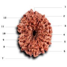 Load image into Gallery viewer, 12 Mukhi Indonesian Rudraksha - Bead No.295