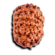 Load image into Gallery viewer, 12 Mukhi Indonesian Rudraksha - Bead No. 296