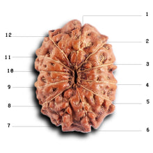 Load image into Gallery viewer, 12 Mukhi Indonesian Rudraksha - Bead No. 297