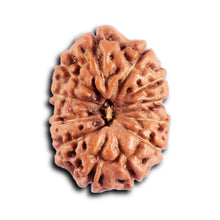 Load image into Gallery viewer, 12 Mukhi Indonesian Rudraksha - Bead No. 297