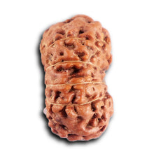 Load image into Gallery viewer, 12 Mukhi Indonesian Rudraksha - Bead No. 297