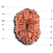 Load image into Gallery viewer, 12 Mukhi Indonesian Rudraksha - Bead No. 298