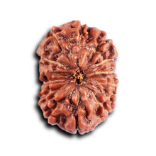 Load image into Gallery viewer, 12 Mukhi Indonesian Rudraksha - Bead No. 298